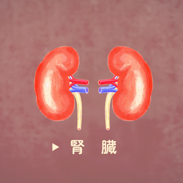 腎臓