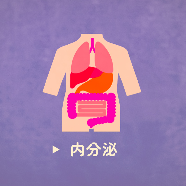 内分泌